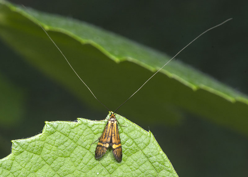 Nemophora degeerella, Adelidae